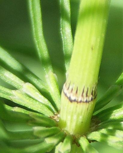 Image of Equisetum pratense specimen.