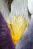 Pulsatilla patens