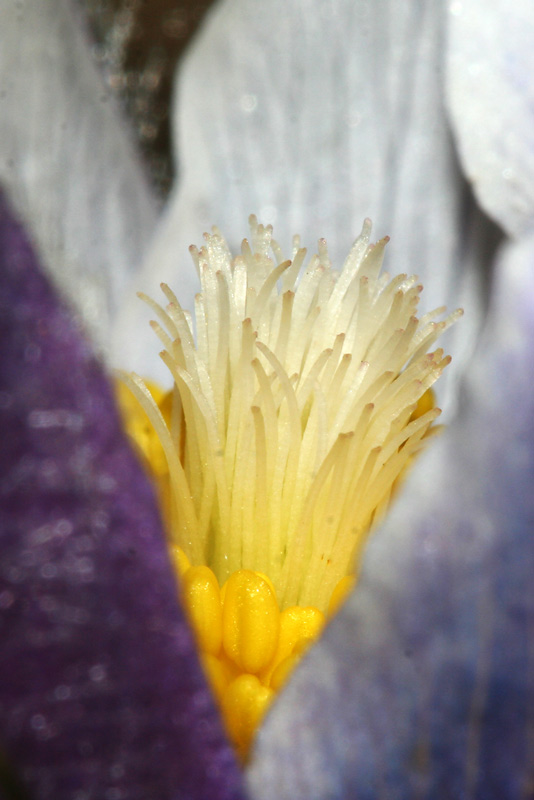 Изображение особи Pulsatilla patens.