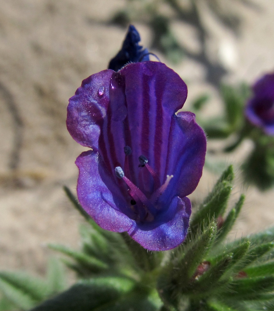 Image of Echium sabulicola specimen.