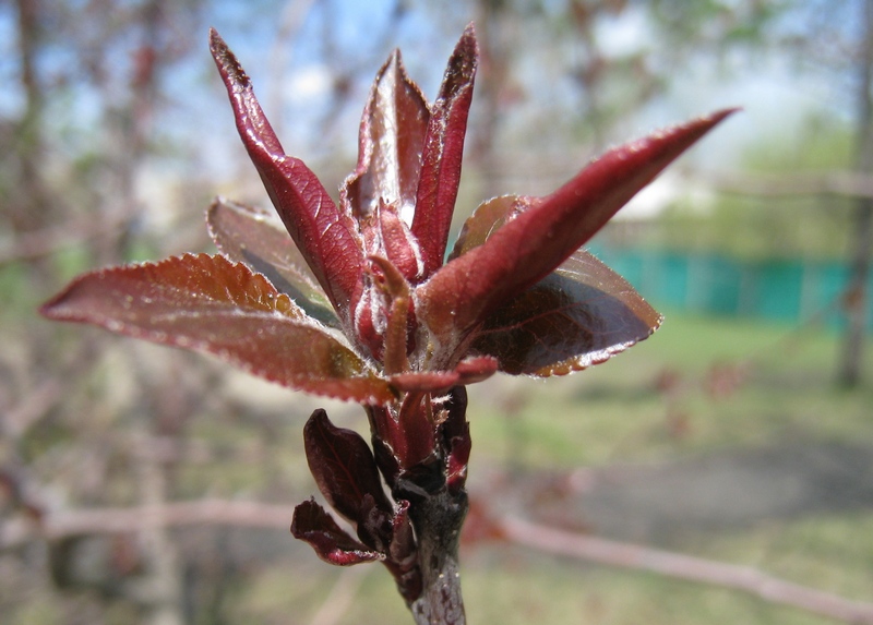 Image of Malus niedzwetzkyana specimen.