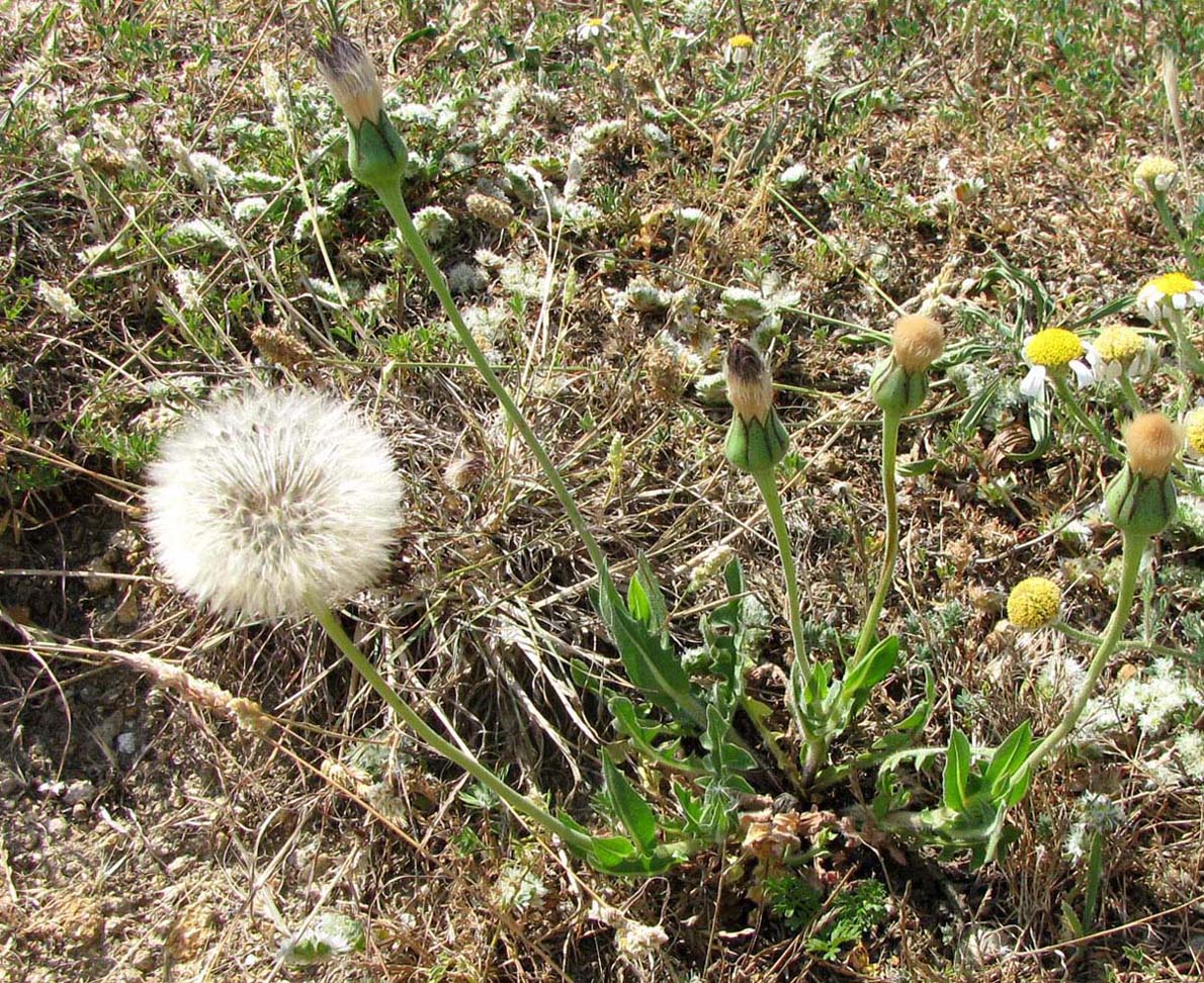 Image of Urospermum dalechampii specimen.