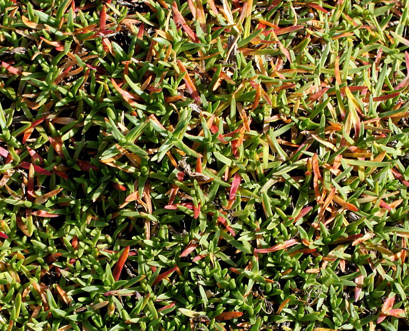 Image of Saponaria &times; olivana specimen.