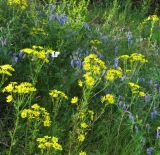 Senecio jacobaea. Верхушки цветущих растений. Иркутская обл., г. Бодайбо, правый берег р. Витим, у паромной переправы. 07.07.2012.