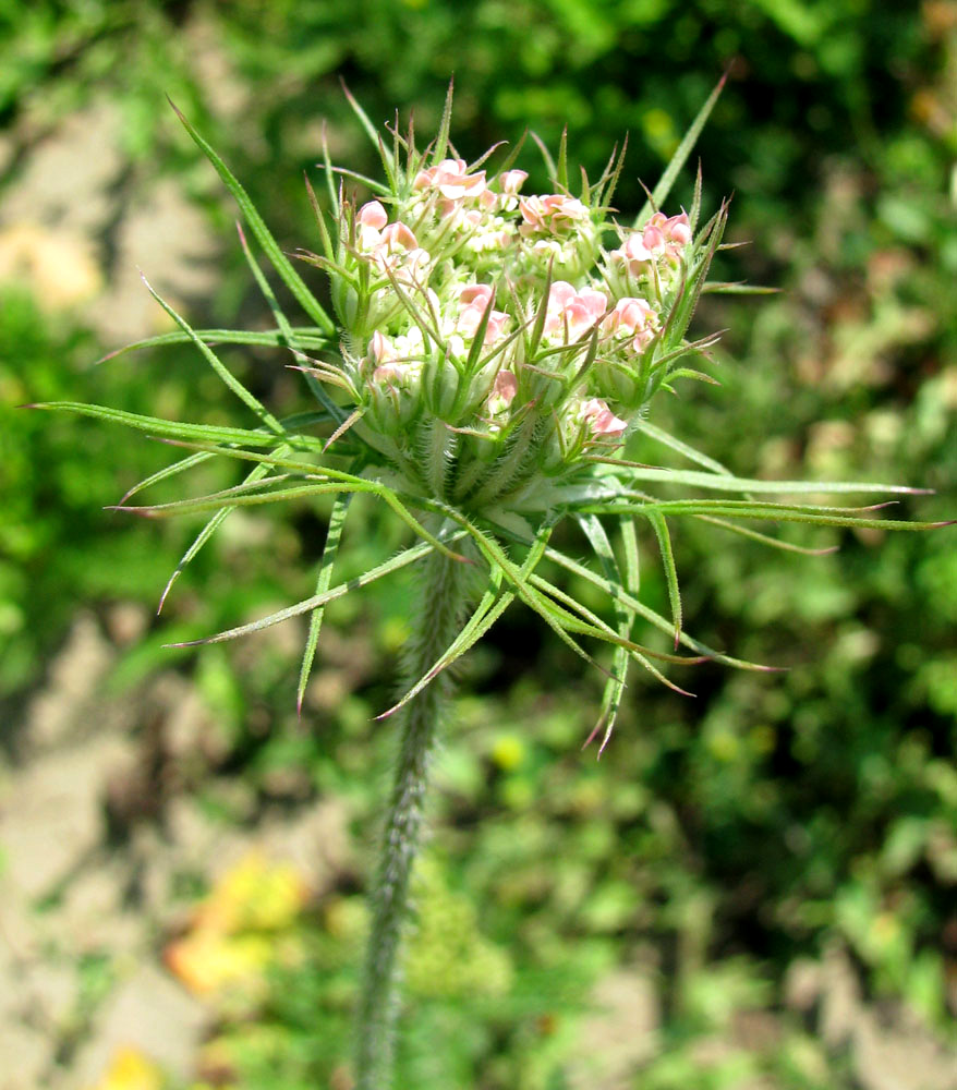 Image of Daucus carota specimen.