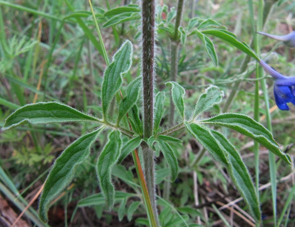 Image of Schizonepeta multifida specimen.