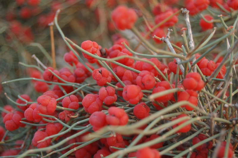 Image of Ephedra distachya specimen.