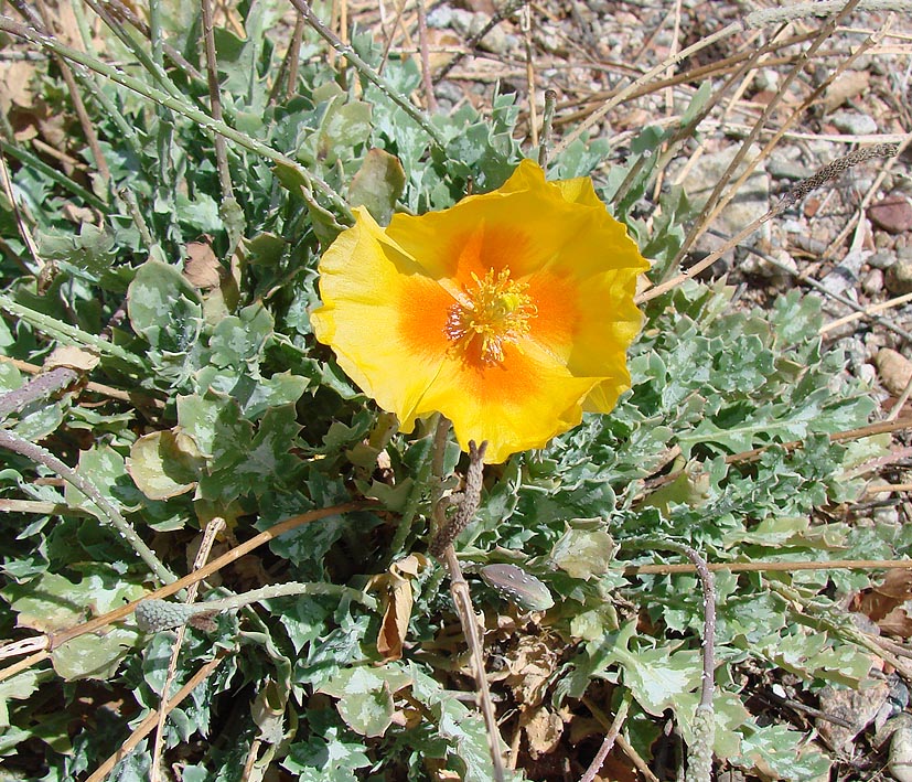 Изображение особи Glaucium squamigerum.