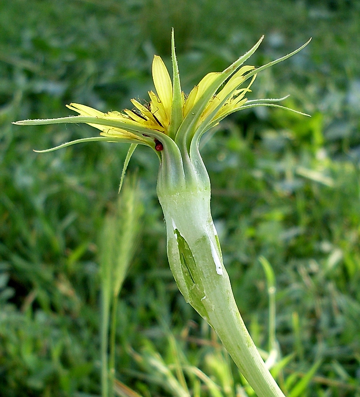 Image of Tragopogon dubius specimen.