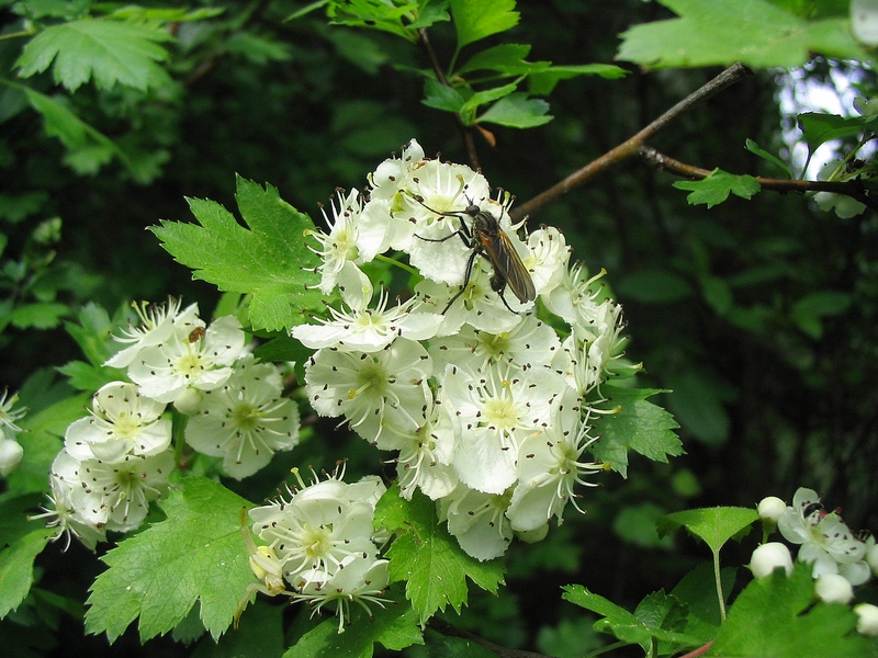 Image of Crataegus rhipidophylla specimen.