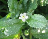 Anchusa aegyptiaca. Цветок и листья. Израиль, г. Беэр-Шева, рудеральное местообитание. 13.02.2013.