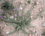 Kickxia floribunda. Цветущее растение. Слева - цветущий Erodium crassifolium. Израиль, г. Беэр-Шева, рудеральное местообитание. 17.03.2013.