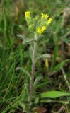 Alyssum hirsutum. Цветущее растение. Крым, Карадагский заповедник. 3 апреля 2013 г.
