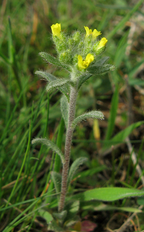 Image of Alyssum hirsutum specimen.