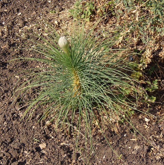 Image of Asphodeline taurica specimen.