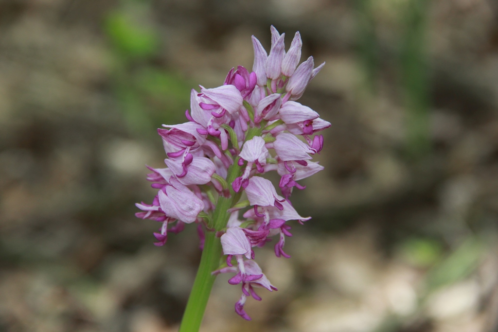 Image of Orchis militaris ssp. stevenii specimen.