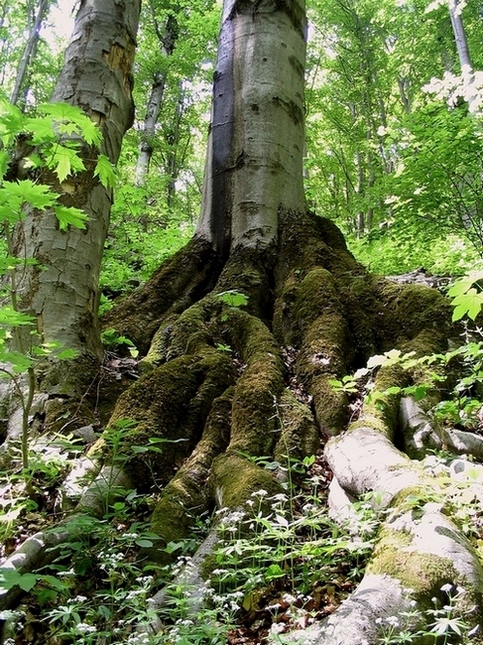 Image of Fagus sylvatica specimen.