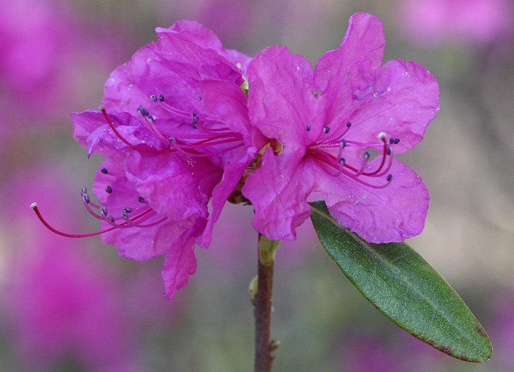 Изображение особи Rhododendron dauricum.