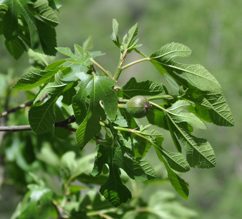 Изображение особи Ficus carica.