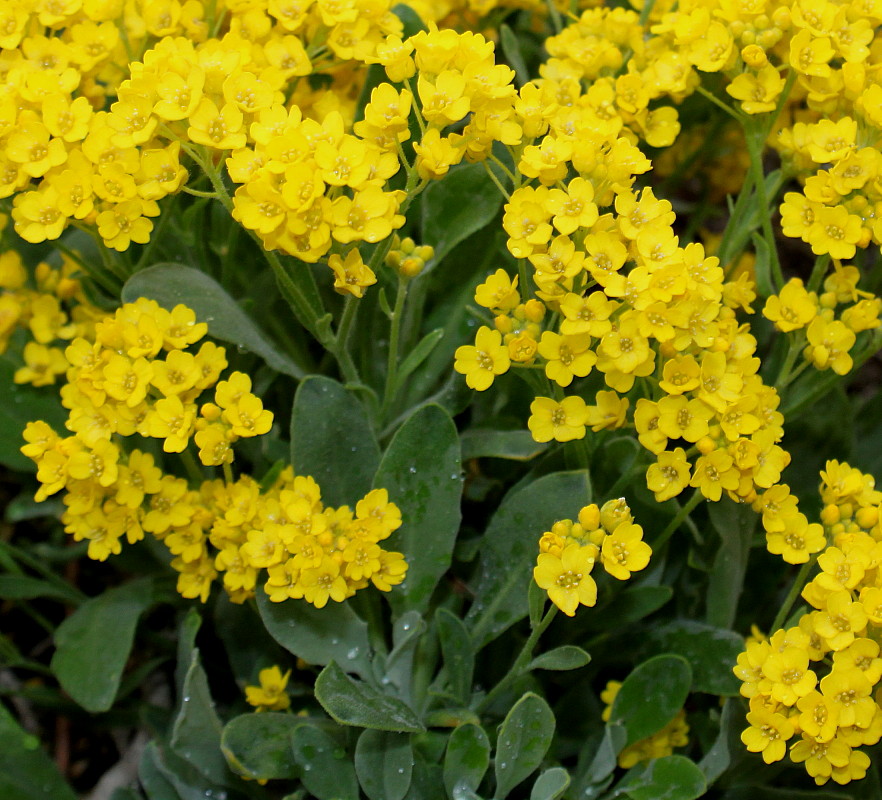 Image of Aurinia saxatilis specimen.