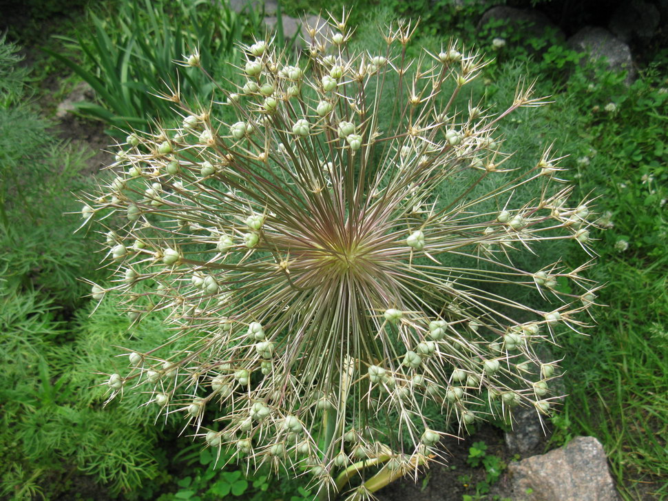 Image of Allium cristophii specimen.