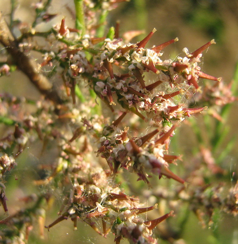 Image of genus Tamarix specimen.