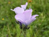 Linum hypericifolium