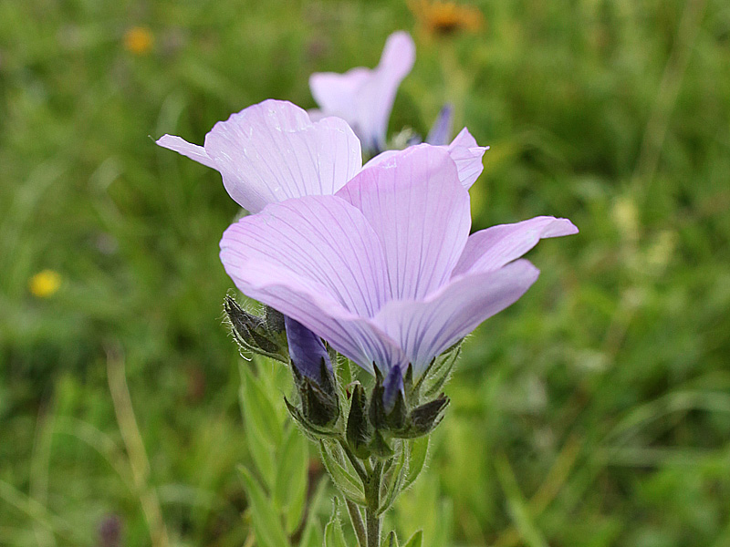 Изображение особи Linum hypericifolium.