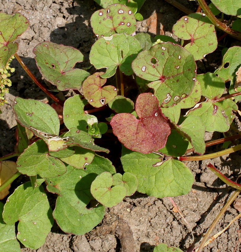 Image of Oxyria digyna specimen.