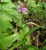 Dactylorhiza baltica. Цветущее растение. Калининградская обл., Куршская коса. 12.06.2012.