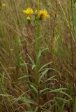 Hieracium umbellatum. Верхушка цветущего растения. Ростовская обл., дельта Дона, Азовский р-н, окр. хутора Курган, песчаный луг. 02.08.2012.