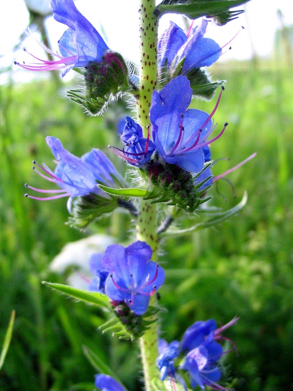 Изображение особи Echium vulgare.