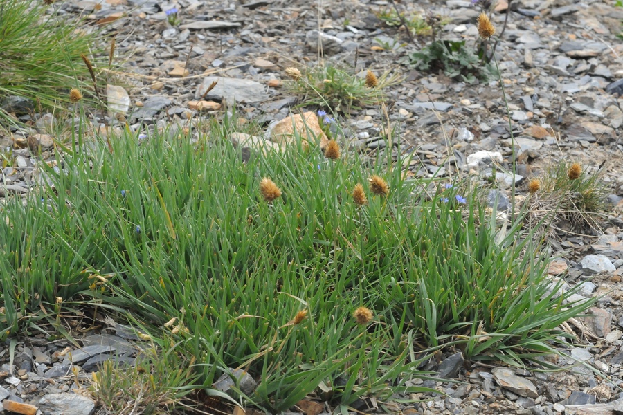 Image of Calamagrostis anthoxanthoides specimen.