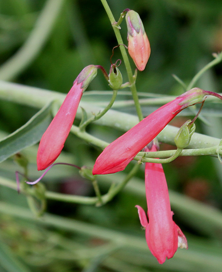 Image of Penstemon barbatus specimen.