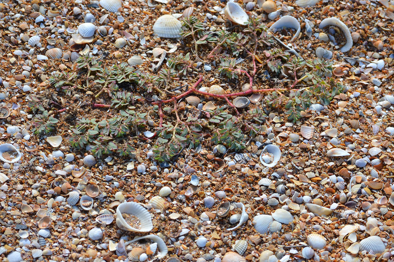 Image of Euphorbia peplis specimen.