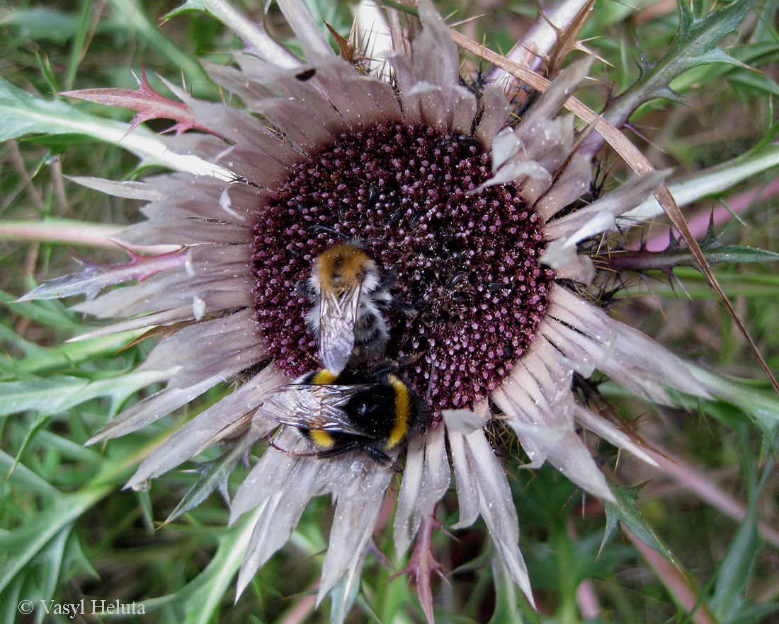 Изображение особи Carlina acaulis.