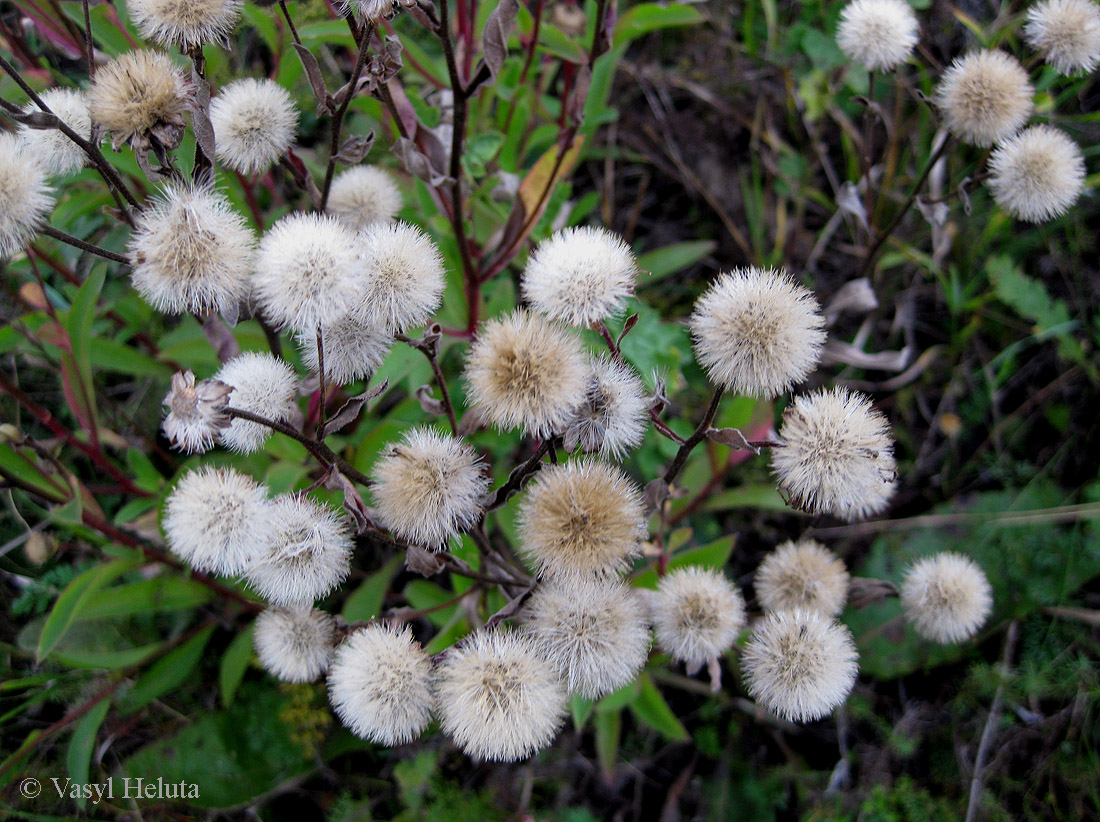 Image of Aster bessarabicus specimen.