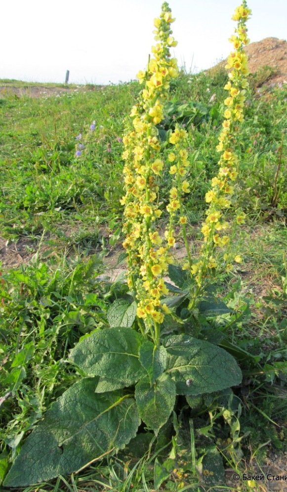 Image of Verbascum nigrum specimen.