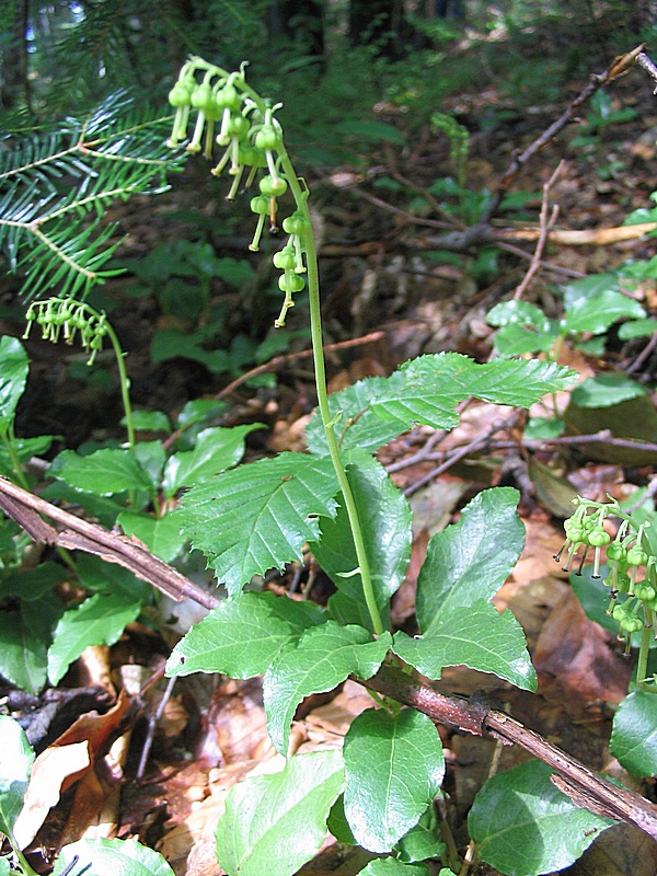 Изображение особи Orthilia secunda.