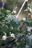 Cotoneaster oliganthus