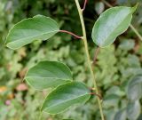 Actinidia arguta