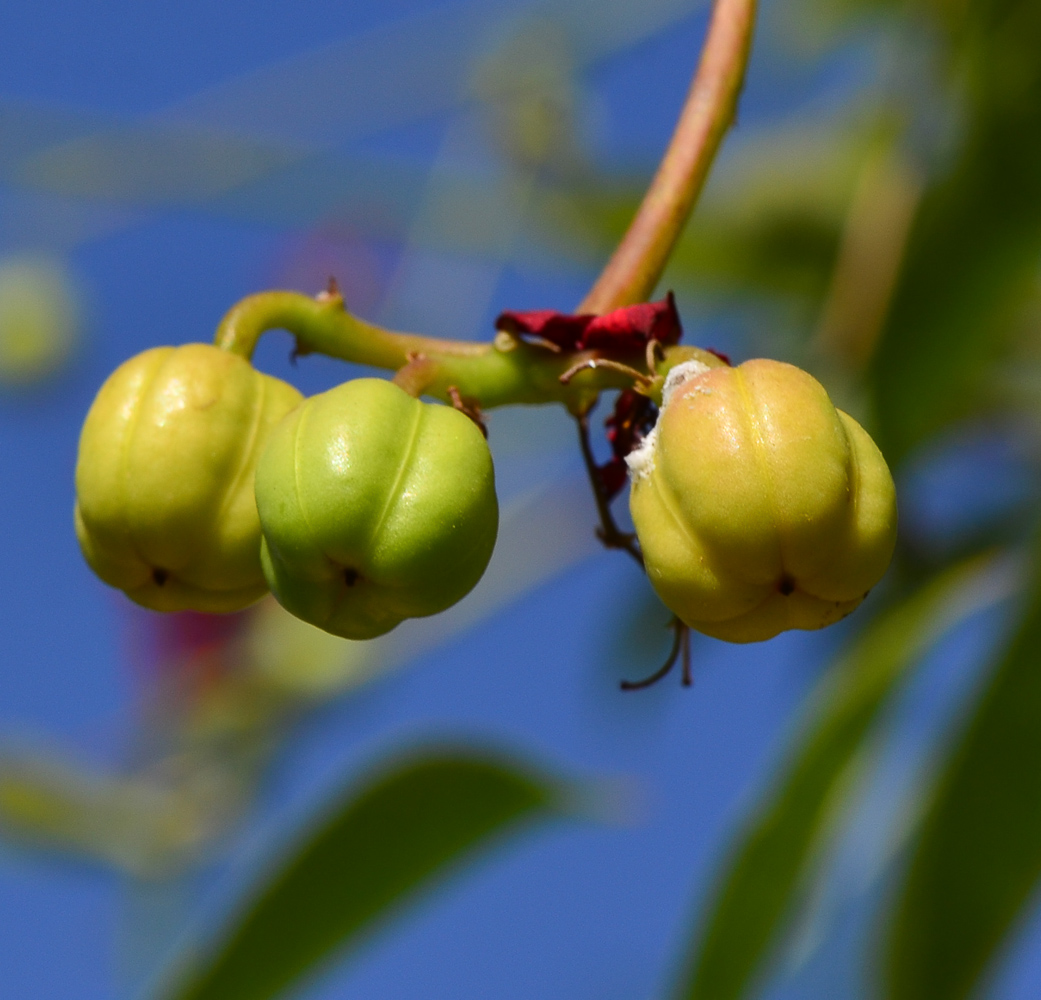 Изображение особи Jatropha integerrima.