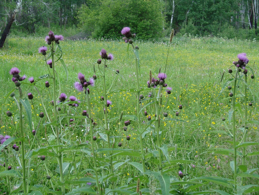 Изображение особи Cirsium helenioides.