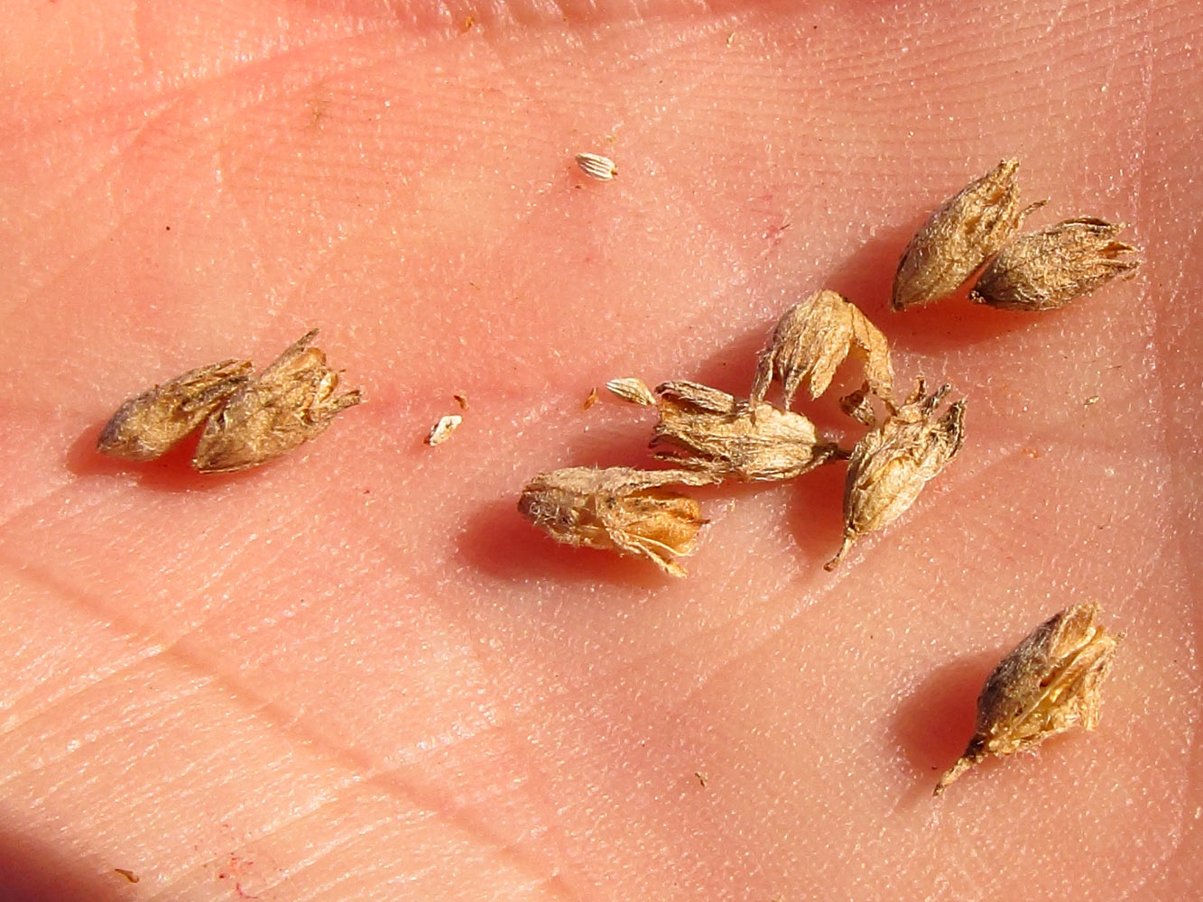 Image of Odontites vulgaris specimen.