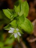 Arenaria leptoclados ssp. viscidula