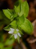 Arenaria subspecies viscidula