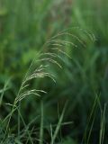 Deschampsia cespitosa. Распускающееся соцветие. Ленинградская обл., пойма р. Луга у дер. Кемка. 12.06.2009.