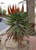 Aloe ferox. Цветущее растение. Израиль, г. Беэр-Шева, городское озеленение. 06.02.2014.