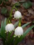 Leucojum vernum