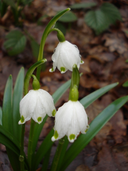 Изображение особи Leucojum vernum.